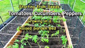 Get the latest in raised bed tomatoes. Starting Tomatoes Cucumbers And Peppers From Seeds For A Raised Garden Bed Sfg Youtube