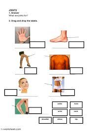 There are many muscles and connective tissue structures (ligaments, tendons, . Joints Muscles Bones And Stages Of Life Worksheet