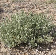 Image result for Atriplex