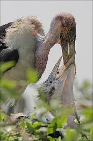 Bird With No Feathers On Head Pin On Marabou Storks