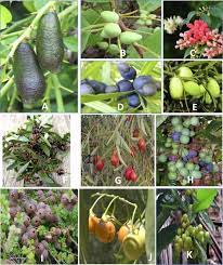 Check spelling or type a new query. Australian Native Fruits Potential Uses As Functional Food Ingredients Sciencedirect
