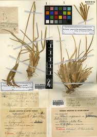 Image result for Eustachys paspaloides