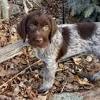 Buy or research wirehaired pointing griffon puppies. Https Encrypted Tbn0 Gstatic Com Images Q Tbn And9gcql5klycsubkkcs18q43uribppfgjzkqb3casrqqnwksxsxoxmz Usqp Cau