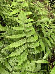 Image result for Deparia