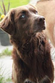 Great Images Labrador Retriever Blue Eyes Thoughts Blue Eyed Dog Brown Dog Labrador Retriever
