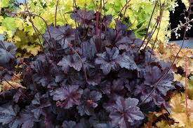 Heuchera Micrantha Alumroot Is A Shade Loving Mounding Plant Zones 3 8 Heuchera Coral Bells Heuchera Shade Perennials Heuchera micrantha is a species of flowering plant in the saxifrage family known by the common name crevice alumroot. coral bells heuchera