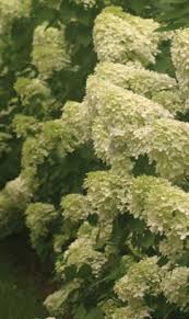 Check spelling or type a new query. Limelight Panicle Hydrangea Hydrangea Paniculata Panicle Hydrangea Hardy Hydrangea Hydrangea Paniculata