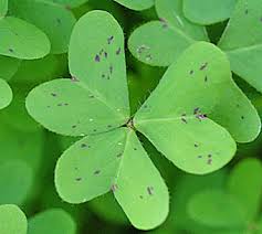 オオキバナカタバミ Oxalis Pes Caprae カタバミ科 Oxalidaceae カタバミ属 三河の植物観察