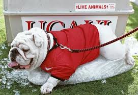 Uga Keepin It Cool For Great Sports Stories And Audio Podcasts Visit Our Blog At Www Rolltidewareagle Com Georgia Bulldogs Football Georgia Dawgs Bulldog