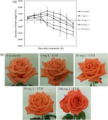 With anna magnani, burt lancaster, marisa pavan, ben cooper. Effects Of Different Concentrations Of Ethylene On Changes Of Relative Download Scientific Diagram