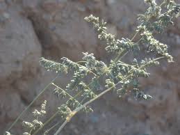 Image result for Eragrostis echinochloidea