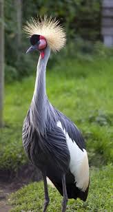 White Bird With Crazy Hair Stunning Views Crowned Crane Balearica Regulorum Pet Birds Beautiful Birds Birds
