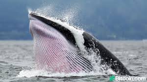 Crypto trade volumes have increased a hair on sunday, and a few crypto assets have seen decent percentage gains over the course of the last seven days. Whales Move Over 4 Billion In Btc During Sunday S Market Massacre 2010 Bitcoin From Spending 150 Bitcoin News The Hack Posts