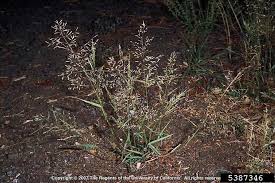 Image result for Eragrostis exasperata