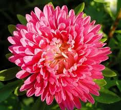 The plants' genus name refers to two greek words: Callistephus Chinensis Plant Growing Guide China Aster