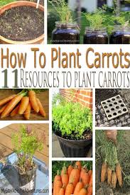You can begin planting carrot seedlings or sowing carrot seeds as soon as the soil can be worked in the spring, even two to three weeks before the last frost. 11 Creative Ways You Can Plant Carrots This Season