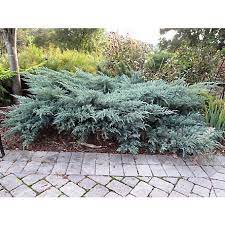 Stock photography by thefutureis 0 / 0 texture of grass or green hedge juniper bush stock photos by denisik11 0 / 0 juniper bush in the snow pictures by randysgrandma 2 / 69 green juniper bush branches in sunlight, background stock photography by fabrikasimf 0 / 0 beautiful evergreen juniper bush, on a summer day. National Plant Network 2 25 Gal Gray Owl Juniper Plant Tsc7293 At Tractor Supply Co