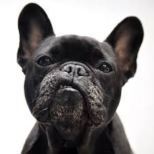 Tough Guy Baby Dogs Cute Animals Bulldog