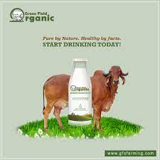 Drink Desi Cow Milk Daily Gfo Farming Healthy Milk Milk Brands Milk Cow