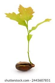 Image result for oak sapling
