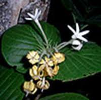 Image result for Phylohydrax