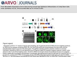 Ert2 protein imported gene names i: Schematics For Col1a1 Directed Expression Of Frt Cre Ert2 Frt And Frt Stop Frt Cre Ert2 The Removal Of The Neomycin Selection Cassette And Southern Blot Ppt Download
