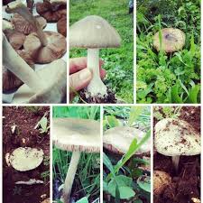 فقع من جنين اليوم 3 1 2015 Jenin Beautiful Places Vegetables Stuffed Mushrooms