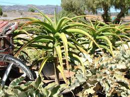 Image result for Aloe bukobana