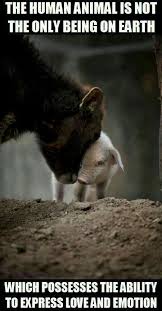 Please Animals Are Far More Loving Than Most Humans Most Humans Are Horrible Animals Animal Rights Animals Friends