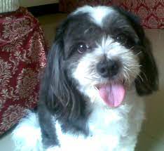 How does pet microchipping work? Are Avid Microchips Iso Compatible For International Pet Air Travel Petrelocation
