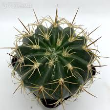 Image result for Pycreus mortonii