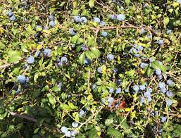 An Abundance Of Sloes Prunus Fruit Trees Tree