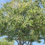 Image result for Dialium englerianum