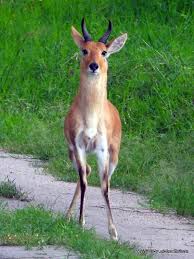 Image result for Orthochilus mechowii