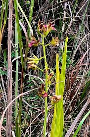 Image result for Eulophia coeloglossa