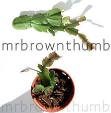 How does a cactus live without water? Urban Dream 35 My Christmas Cactus Is Wilting