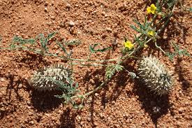 Image result for Cucumis africanus