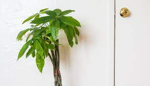 This isn't monopoly money, folks. Money Tree 101 Care Tips How To Place The Plant For Prosperity