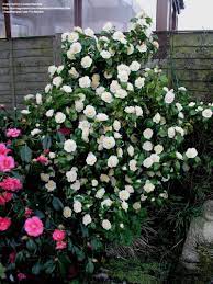 Full Size Picture Of Common Camellia Japanese Camellia Brushfield S Yellow Camellia Japonica Camellia Tree Camellia Japonica