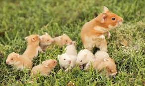 Mommy Baby Hamster Hamster Grappige Hamsters