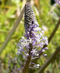 Image result for Merwilla lazulina