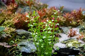 Image result for Bacopa monnieri