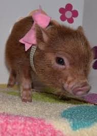 Resultado de imagen para imagenes de los tipos de mini pig