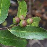 Image result for Rawsonia