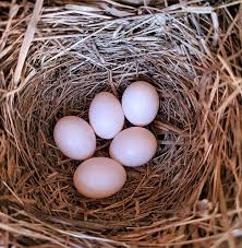 Check spelling or type a new query. Enjoying Nature What Nest Is In My Bluebird Box Glade Sun Crossville Chronicle Com