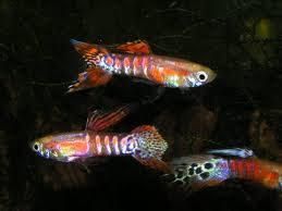 Pedigree Strains Bred Towards Aesthetic Goals In A Scientifically Informed Fashion Guppy Fish Aquarium Fish Guppy