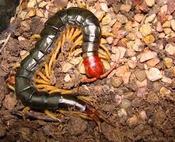 Check spelling or type a new query. Many Legs The Red Headed Centipede 6legs2many