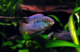 Pin Pa Fish Freshwater And Aquarium