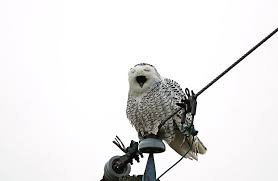 Team snowy owl intranet press. Tired Snowy Owl Photograph By Debbie Oppermann
