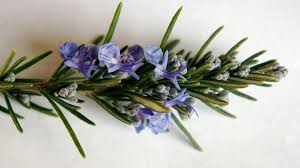 Image result for Rosmarinus officinalis
